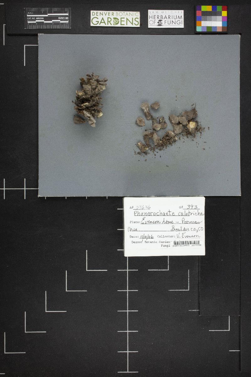 Phanerochaete calotricha image