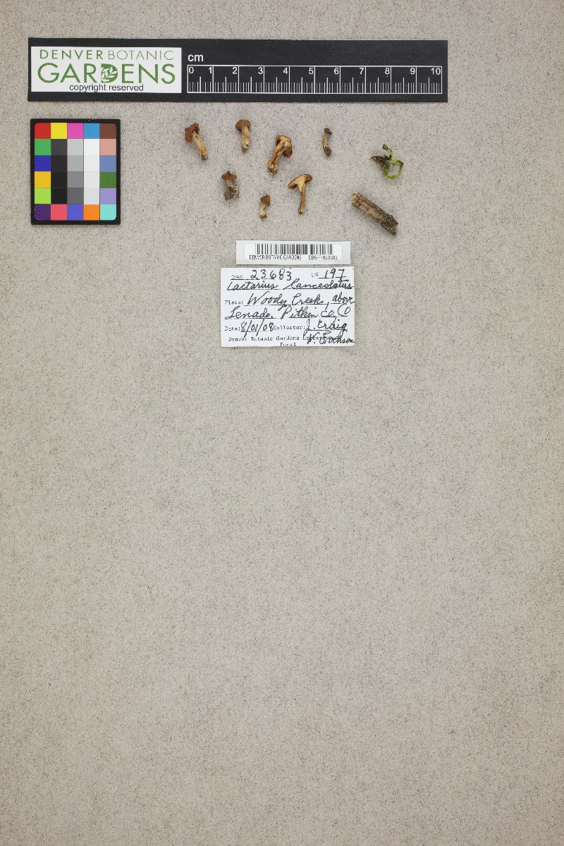 Lactarius lanceolatus image