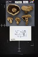 Agaricus bernardii image