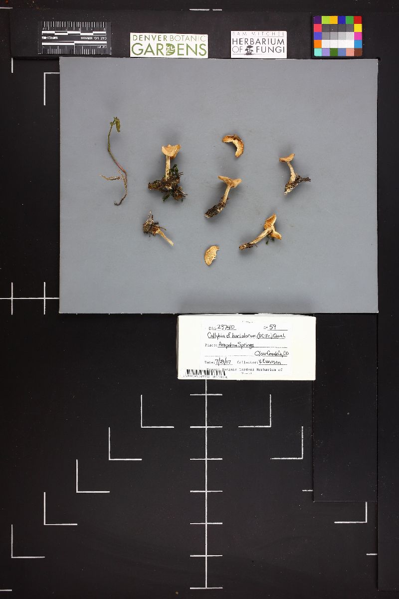 Gymnopus hariolorum image