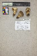 Tricholoma saponaceum image