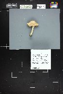 Lepiota clypeolaria image