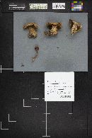 Suillus tomentosus image