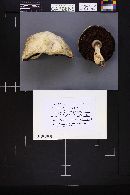 Agaricus arvensis image