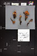 Flammulina populicola image