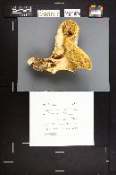 Neolentinus ponderosus image