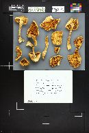 Phaeolepiota aurea image