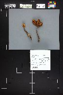 Xerula americana image