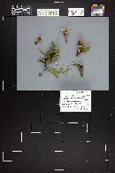 Cortinarius alpinus image