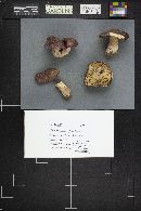 Russula xerampelina image