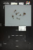 Inocybe lanuginosa image