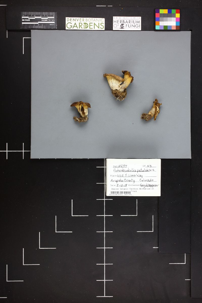Hohenbuehelia petalodes image