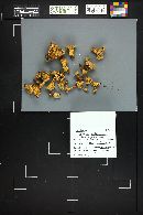 Cantharellus roseocanus image