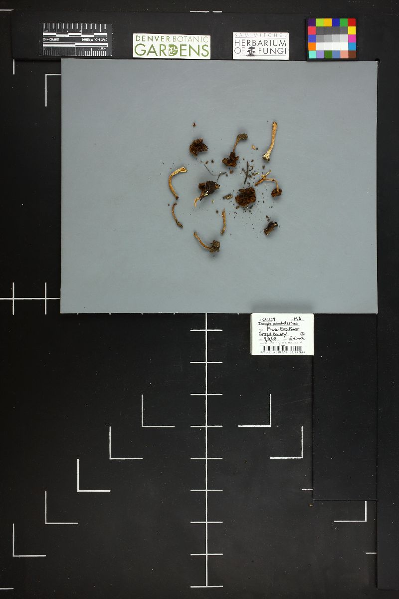 Inocybe pseudodestricta image
