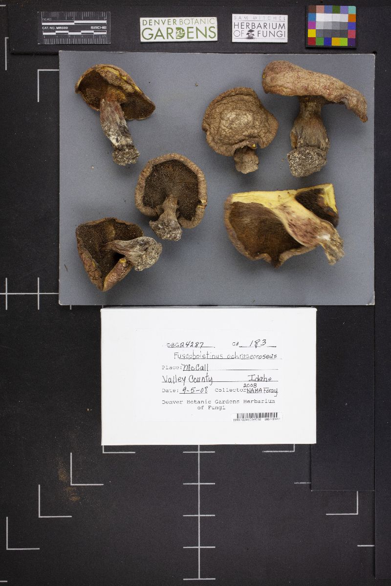 Suillus ochraceoroseus image