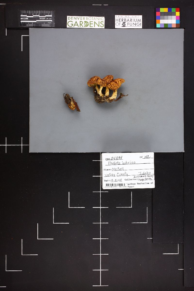 Pholiota lubrica image