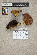 Boletus smithii image