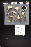 Agaricus bitorquis image