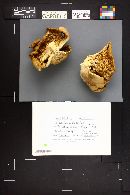 Pleurotus pulmonarius image