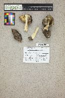 Tricholoma virgatum image