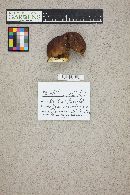 Boletus mottiae image