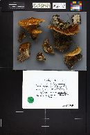 Coriolopsis gallica image