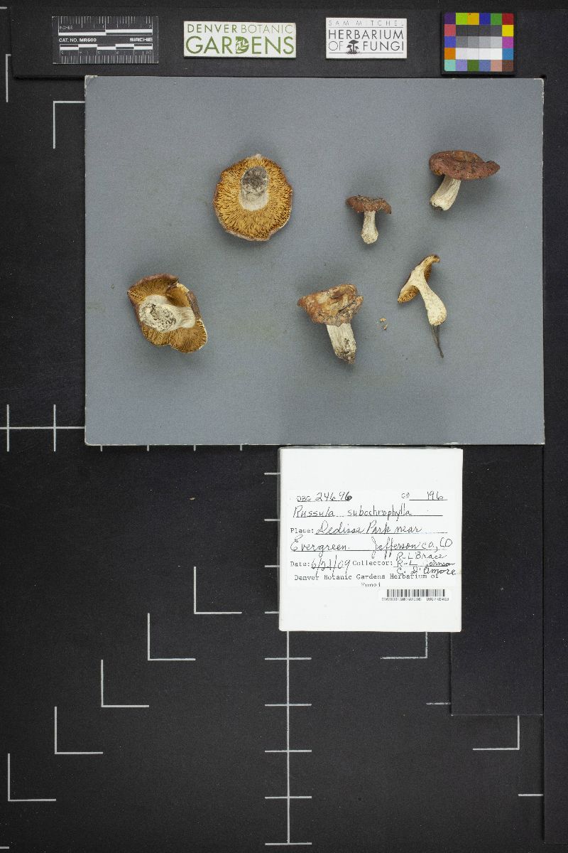 Russula subochrophylla image