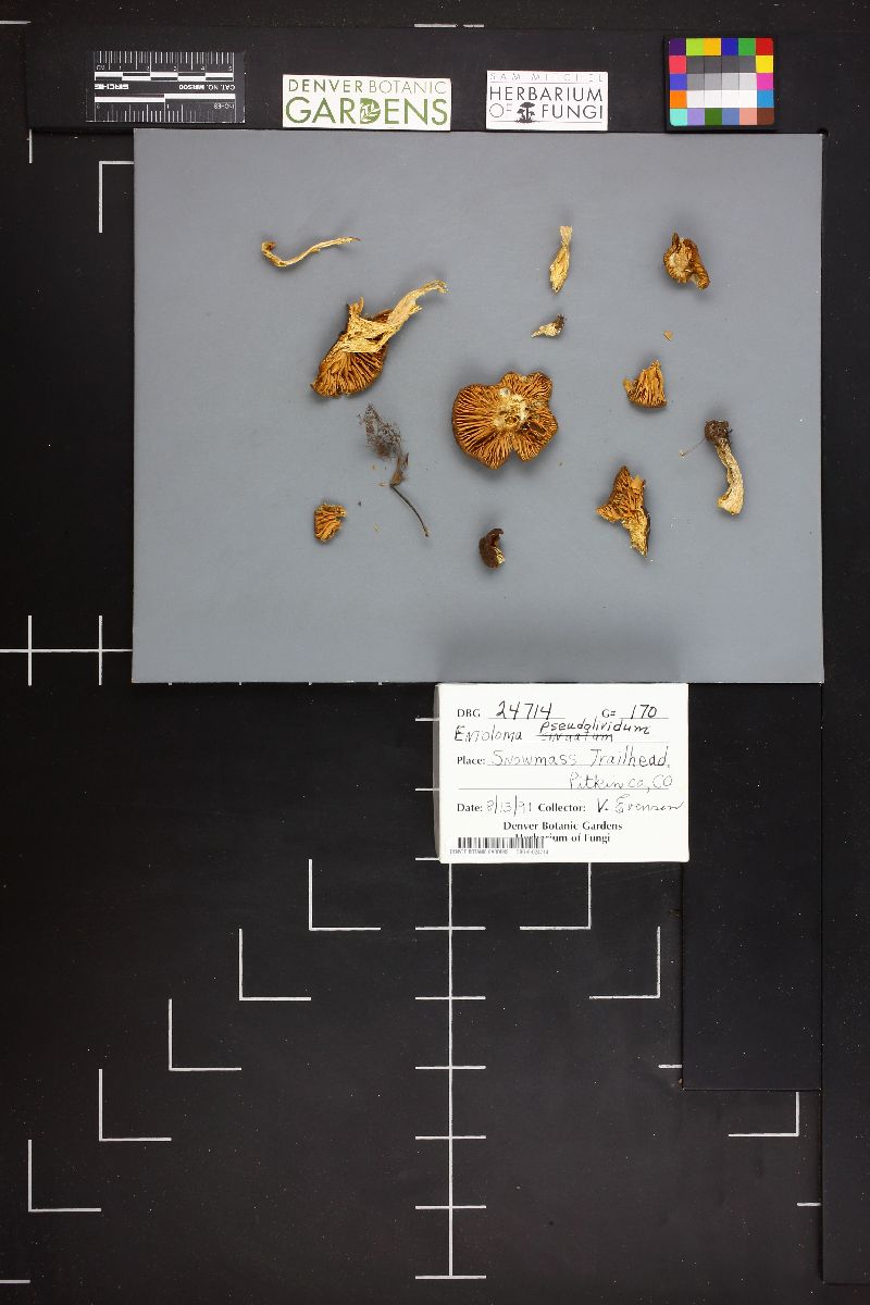 Entoloma pseudolividum image