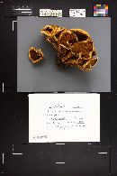 Pholiota squarrosoides image