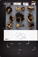 Agaricus bisporus image