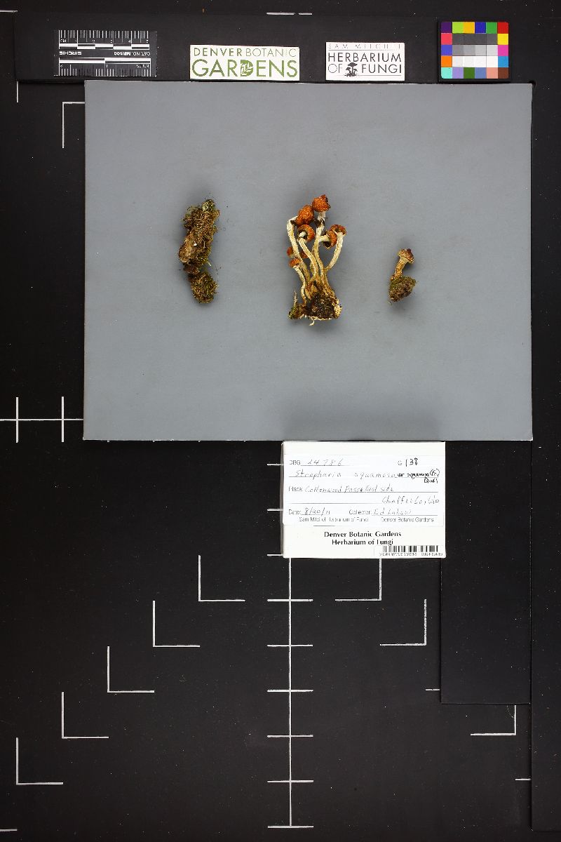 Leratiomyces squamosus var. squamosus image