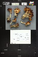 Lyophyllum loricatum image