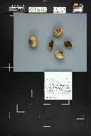 Chlorophyllum agaricoides image