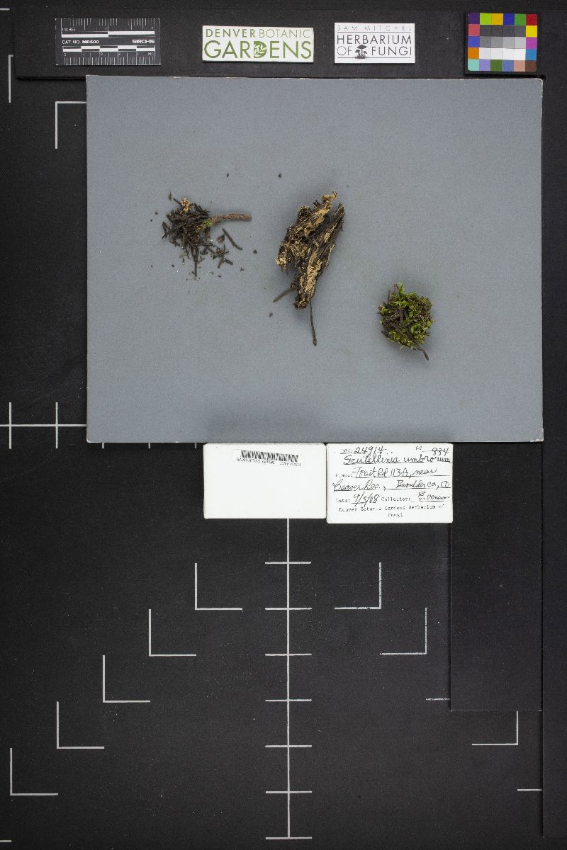Scutellinia umbrorum image