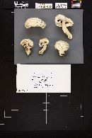 Agaricus bernardiiformis image