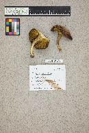 Boletus chrysenteron image