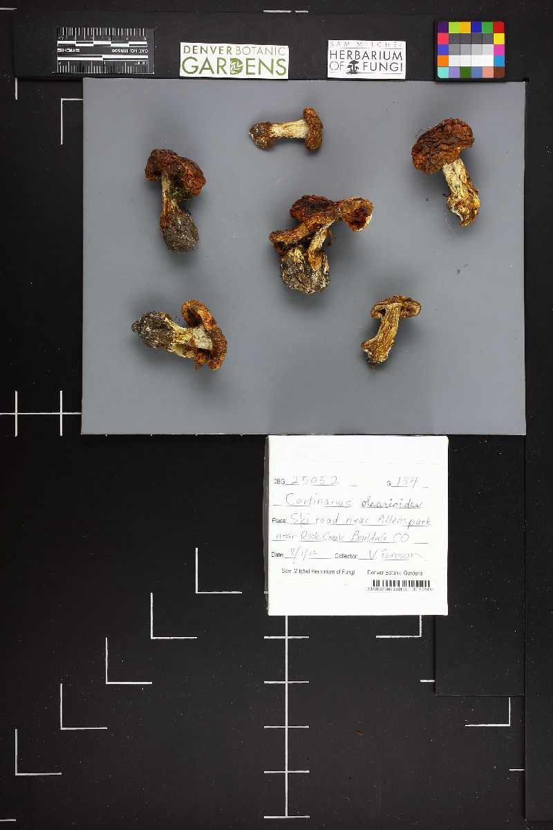 Cortinarius olearioides image