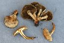 Pholiota squarrosoides image