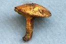 Suillus sibiricus image