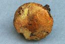 Suillus sibiricus image