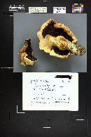Agaricus osecanus image