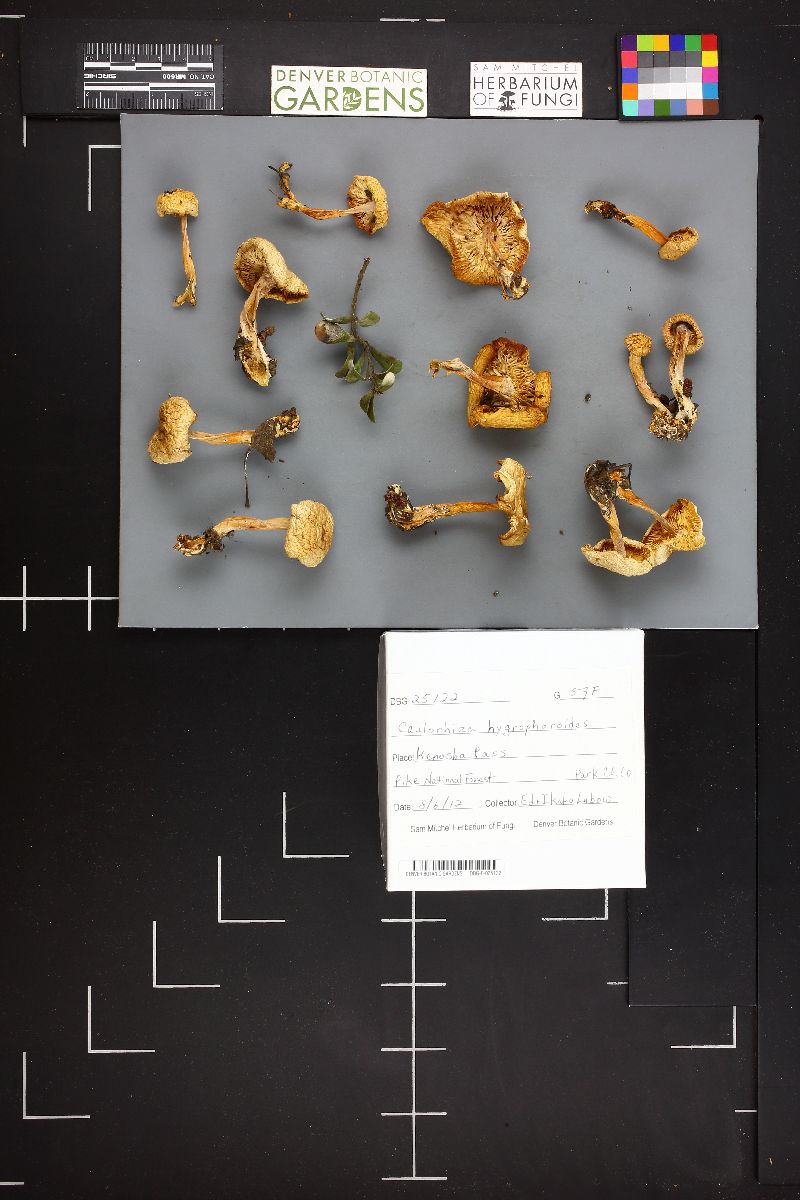 Caulorhiza hygrophoroides image