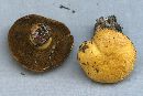 Suillus tomentosus image