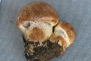 Tricholoma vaccinum image