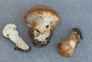 Tricholoma vaccinum image