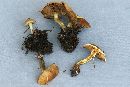 Hypholoma capnoides image