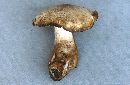 Tricholoma smithii image