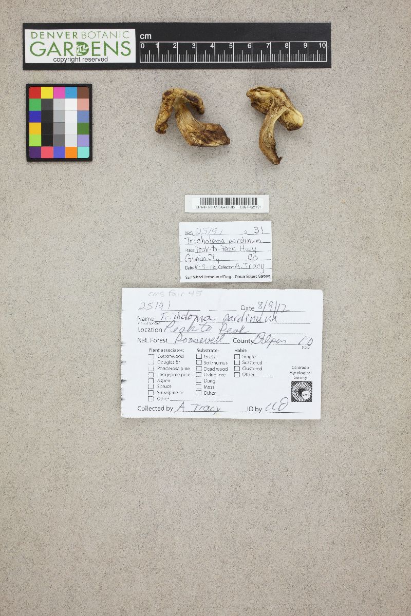Tricholoma smithii image
