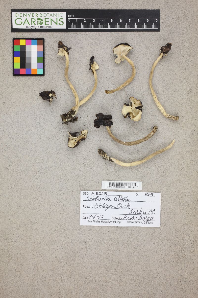 Helvella bicolor image