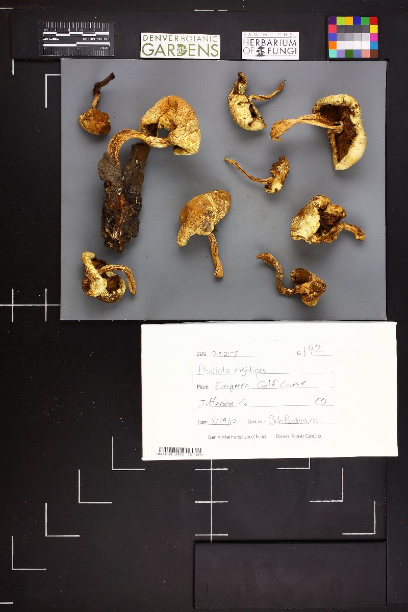 Pholiota rigidipes image